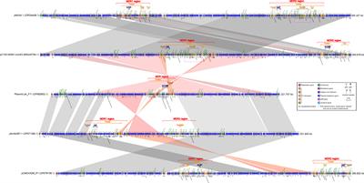 Characterization of Klebsiella pneumoniae carrying the blaNDM-1 gene in IncX3 plasmids and the rare In1765 in an IncFIB-IncHI1B plasmid